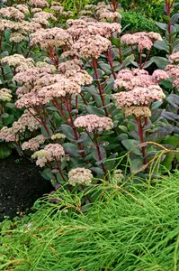 Sedum Matrona NEW | 25 pcs