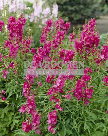 Sidalcea Candy Girl | 25 pce