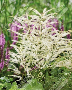 Aruncus Silver Filigree | 25 pce