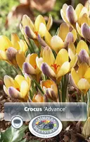 Specie ( Snow ) Crocus