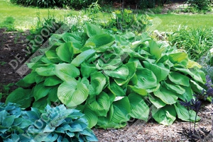 Hosta Sum And Substance | 400 pce
