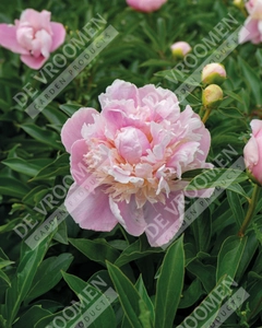 Paeonia Sweet Sixteen | 15 pce