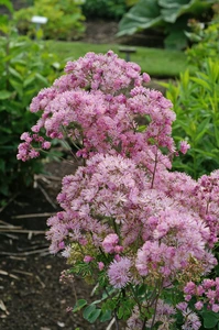 Thalictrum Aquilegifolium | 25 pce