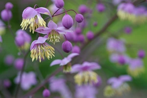 Thalictrum Delavayi | 25 pce