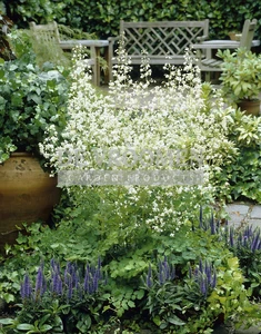 Thalictrum Delavayi Album | 25 pce