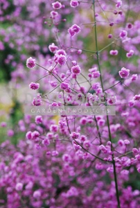 Thalictrum Hewitt's Double | 25 pce