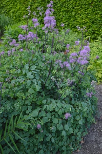 Thalictrum My Little Favorite | 25 pce