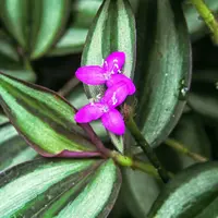 Tradescantia