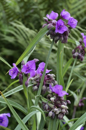 Tradescantia Concord Grape | 25 pce