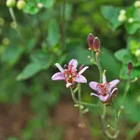 Tricyrtis