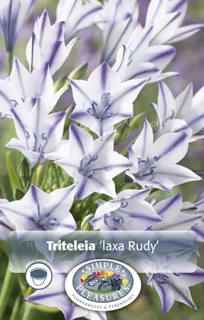 Triteleia laxa Rudy | Cappers 15 x 20 - image 1