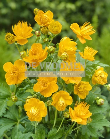 Trollius Golden Queen | 250 pce