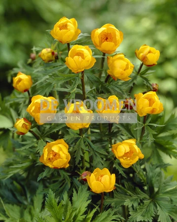 Trollius Superbus | 250 pce