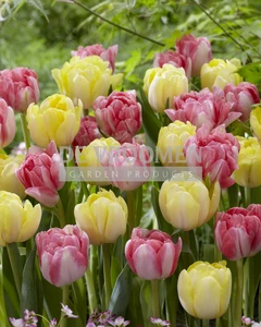Tulip Ballroom Dance Blend | 50 pce