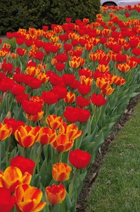 Tulip Blend Burning Embers | 50 pce