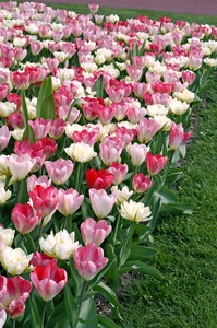 Tulip Blend Exotic Flames | 50 pce