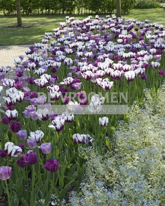 Tulip Blend Eye Catcher | 50 pce