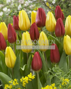 Tulipa Blend Flower Power | 50 pce