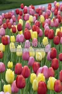 Tulip Blend Fruit Punch | 50 pce