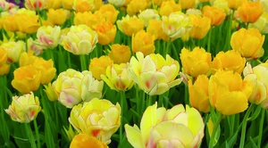 Tulipa Blend Paradise Found | 50 pce