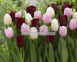 Tulip Blend Romance in Bloom | 50 pce