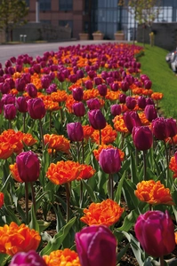 Tulip Blend Royal Garden Party | 50 pce