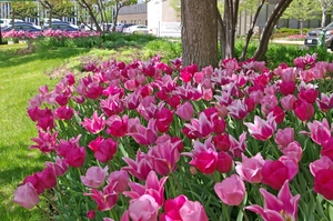Tulip Blend Spring Time Dance | 50 pce