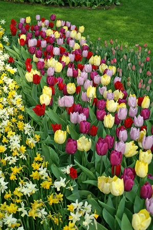 Tulip Blend Sweet Tutti Frutti | 50 pce