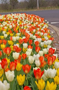 Tulip Blend The Emperor | 50 pce