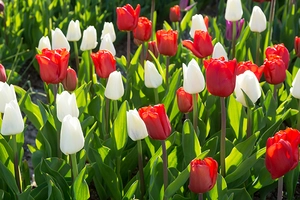 Tulip Blend Valentine Today | 50 pce