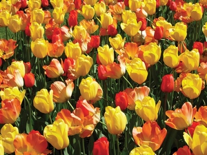 Tulip Blend Warm Spring Day | 50 pce