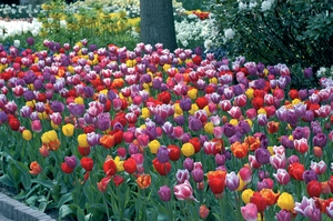 Tulip Blend Warm Welcome | 50 pce