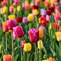 Tulip Blends