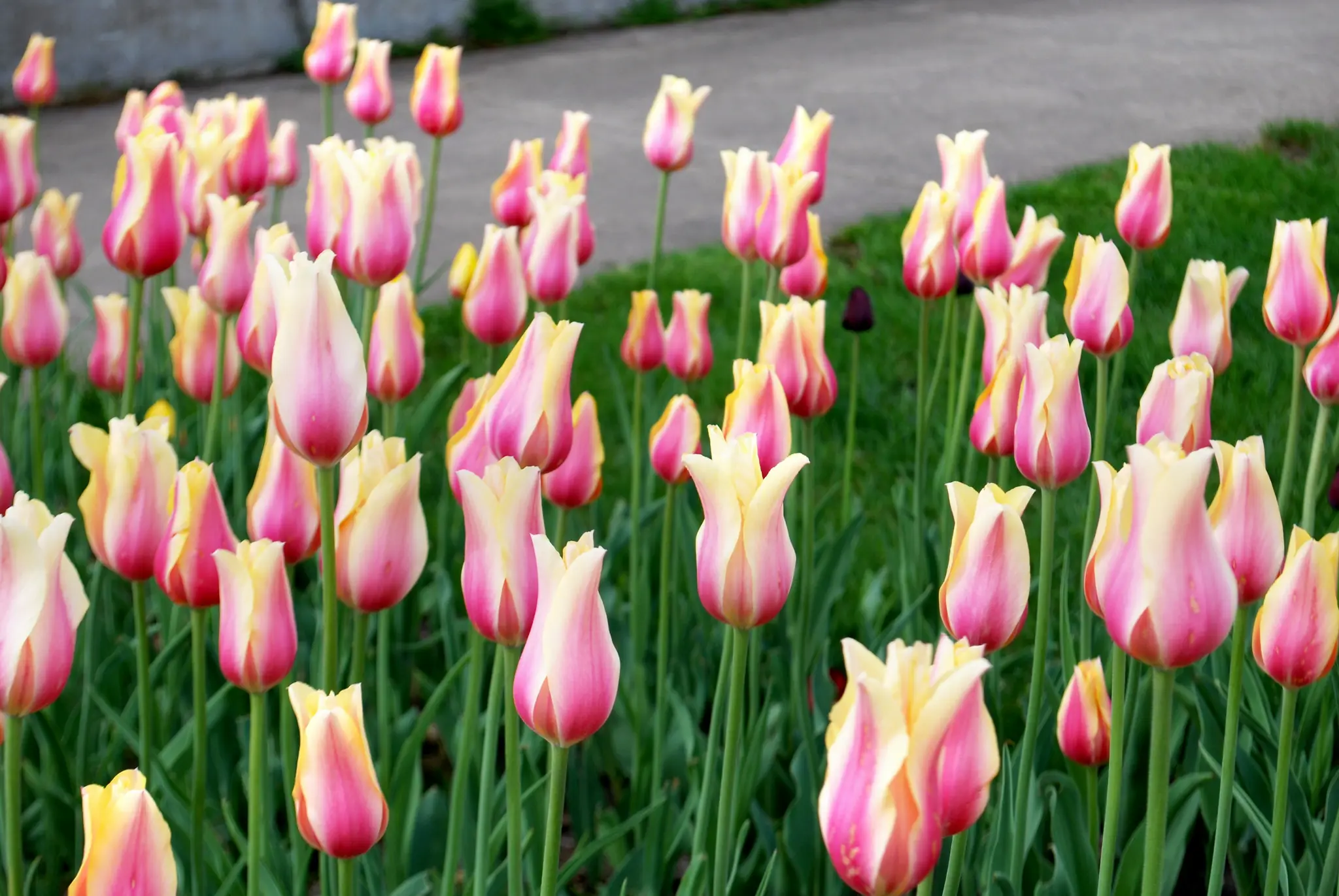 Tulip Blushing Beauty | 50 pcs - De Vroomen
