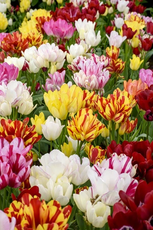 Tulip Color Festival Blend | 50 pce