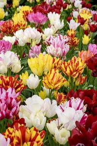 Tulip Color Festival Blend | 50 pce