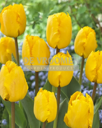 Tulip Crystal Star | 50 pcs