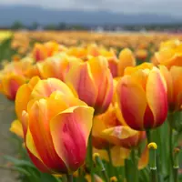 Tulip Darwin Hybrid