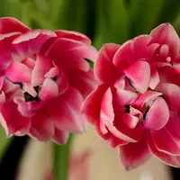 Tulip Double Late