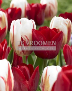 Tulip Endless Love Blend | 50 pce