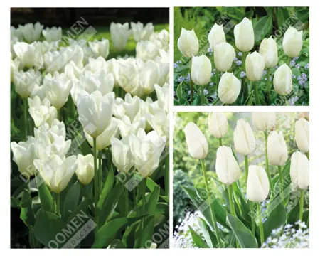 Tulip Extended Bloom White Mix | 150 pcs - image 1