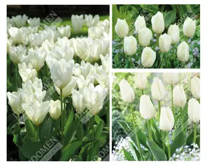 Tulip Extended Bloom White Mix | 150 pcs