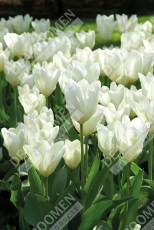Tulip Extended Bloom White Mix | 150 pcs - image 4