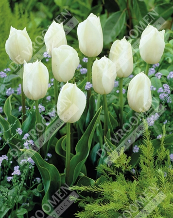 Tulip Extended Bloom White Mix | 150 pcs - image 2