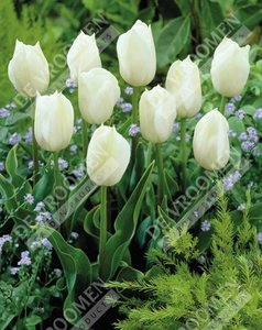 Tulip Extended Bloom White Mix | 150 pcs - image 2