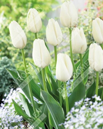 Tulip Extended Bloom White Mix | 150 pcs - image 3