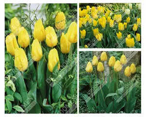 Tulip Extended Bloom Yellow Mix | 150 pcs