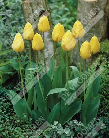 Tulip Extended Bloom Yellow Mix | 150 pcs - image 3