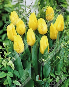 Tulip Extended Bloom Yellow Mix | 150 pcs - image 4