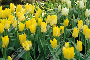 Tulip Extended Bloom Yellow Mix | 150 pcs - image 2